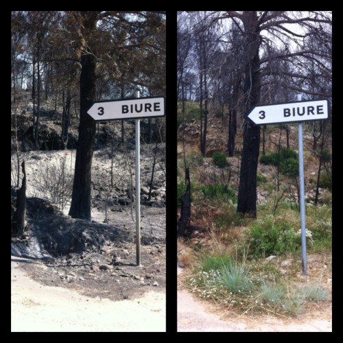 Encreuament de Biure a Molins