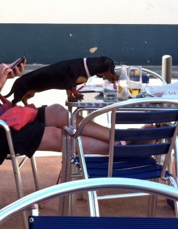 Amb la llengua fins a la tràquea del got